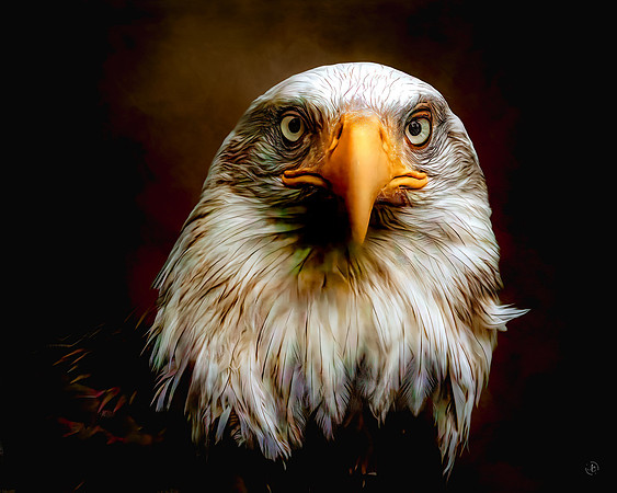 Eagle headshot - 6 19 2025