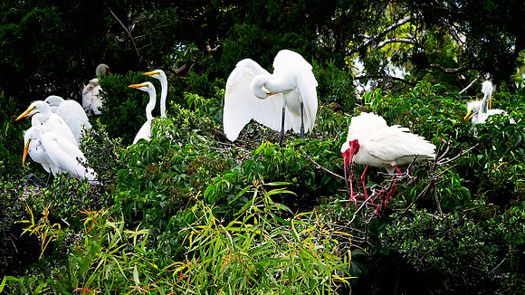 PIWLR - Ibis Rookery