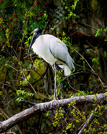 Woodstork in the Woods