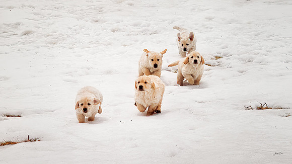 Bea's puppies