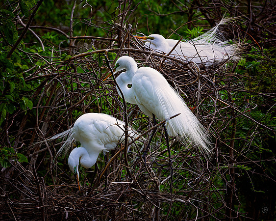 Snowy Egrets