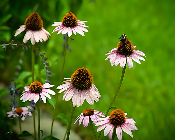 Busy Bee - SCHH - 7 18 2022