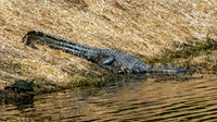 A Big Gator