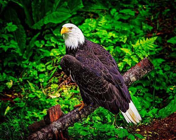 Bald Eagle- 6 19 2025