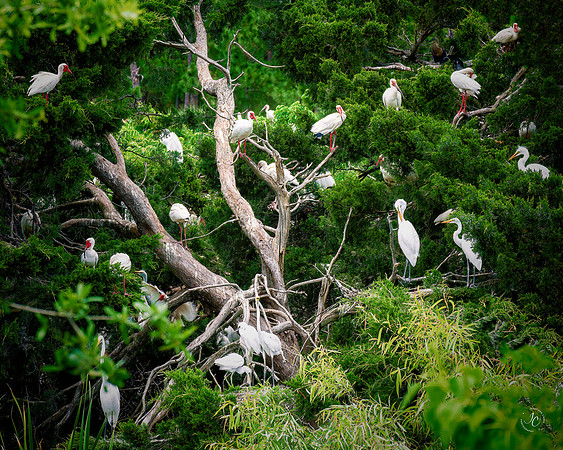 Ibis Rookery - 5 30 2022