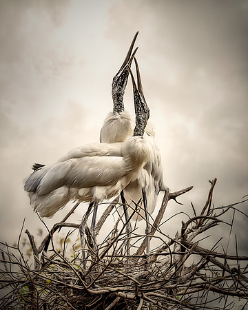 Praying Woodstorks