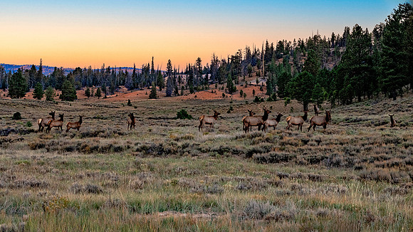 Elk Herd - Bryce Canyon NP