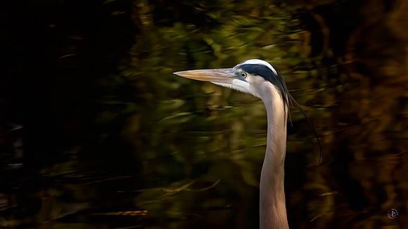 Great Blue Heron