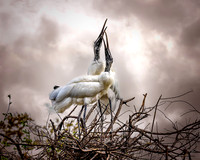 Two Woodstorks