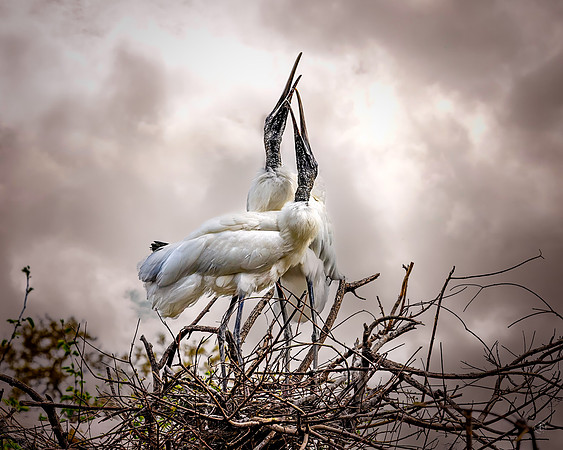 Two Woodstorks