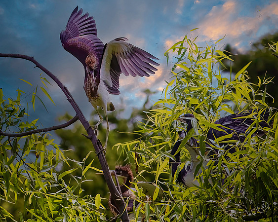 Tricolored Heron - 7 28 2022