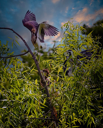 Tricolored Herons - 7 28 2022