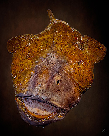 Monk Fish 1 - 6 12 2025