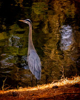 Gorgeous Great Blue Heron
