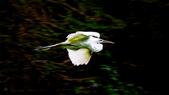 Great Egret - Motion