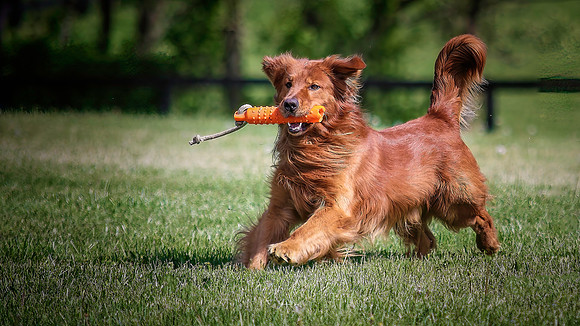 Cane