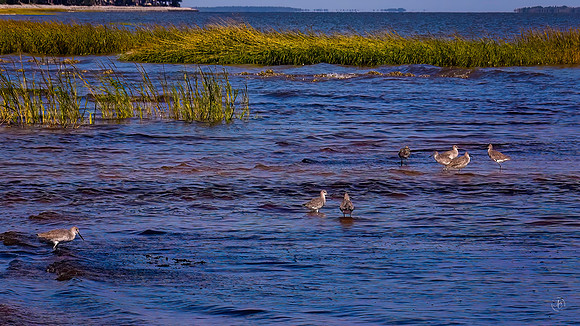 Fish Haul Beach Birds - 10 2 2022