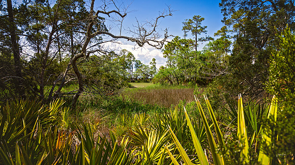 Hunting Island State Park - 5 15 2022