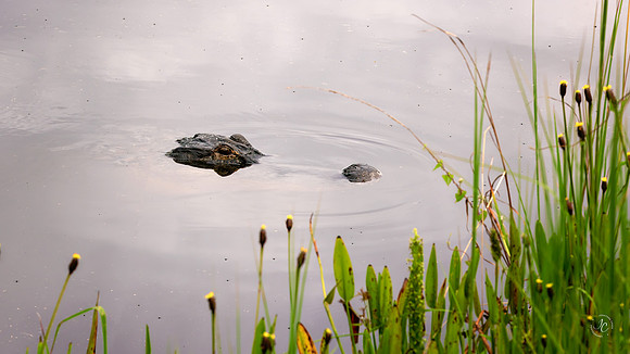 Bailey Rd Lagoon - 9 5 2022