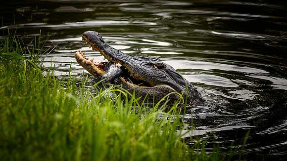 Alligator w Fish - 7 16 2022