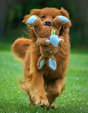 Cane