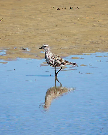 Shorebird 2 - 10 5 2022