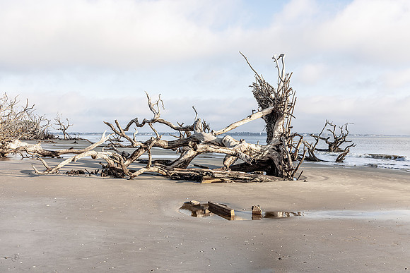 Driftwood Beach - 12 20 2024
