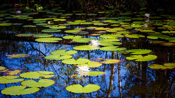Lilies - 7 23 2922