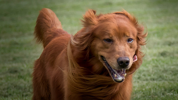 Cane