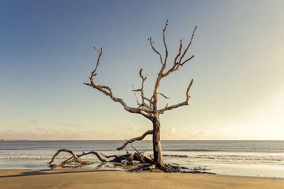 Driftwood Beach - 12 20 2024