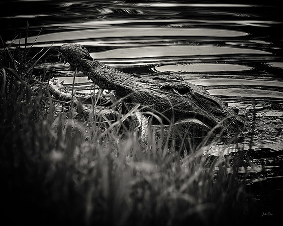 Alligator BW - 7 15 2022
