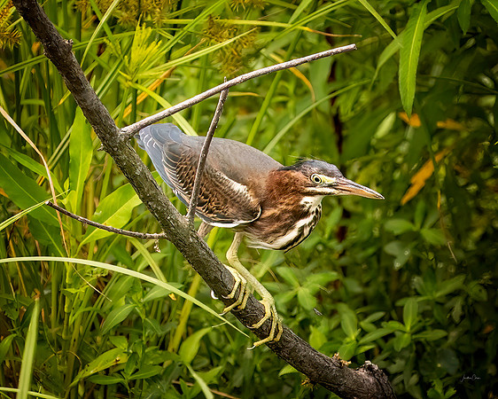 CW - Green Heron Juvenile - 7 28 2022