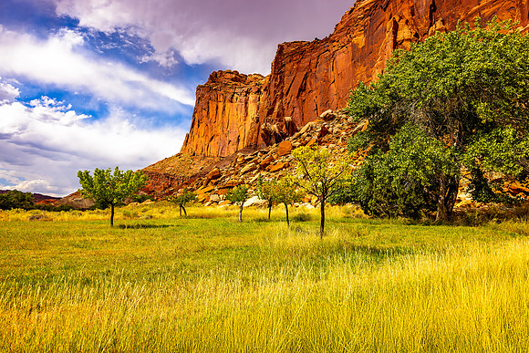 Fruit Trees by the